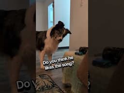 I don't know if these are his tunes? #bordercollie #funnypets #cute #music