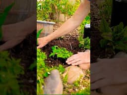 Perennial Vegetables for a Food Forest Garden