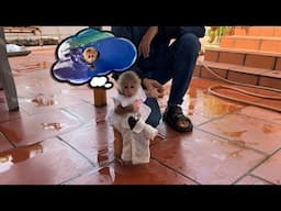Abi monkey felt very bored and wanted her mother to take him swimming in the pool