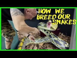 INSIDE OUR MALAYSIA SNAKE BREEDING FACILITY: Pairing Rare & Venomous Snakes