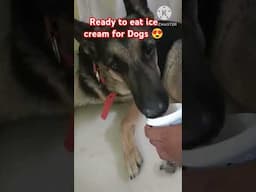 Ready to eat Ice creams for Dogs #youtubeshorts #dogs #icecream #germanshepherd