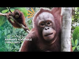 CAUGHT ON CAMERA: ORANGUTAN BAIMAH'S ADORABLE CURIOSITY
