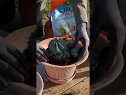 Euphorbia Specimen Repot #plantoneonme #plants #botanylovers #botany #houseplants