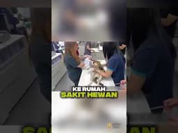 Kucing Gimbal Ini Sakit dan Lapar, Tapi Tak Pernah Menyerah