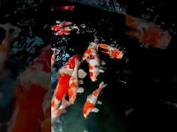 Koi Fish Crazy  #animals #japan #sanke #growth #water
