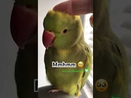 That’s how I like it 💚 #parrots #birds #talkingparrot #shorts #pet