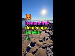 🦊 Renard frak déménage à Lévis 🌲