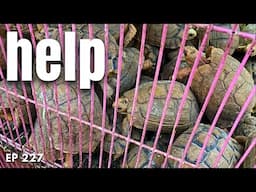 This is WAY more important “de-extinction”, Saving the Egyptian Tortoise