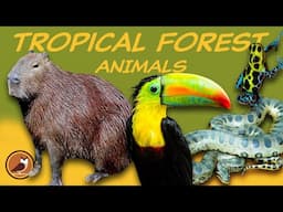 Animals of the Tropical Forest Biome 🐍 Jaguar, Anaconda, Capybara, Toucan