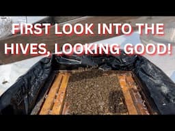 First look into the hives, looking good