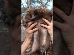 Weirdest Mammal On Earth