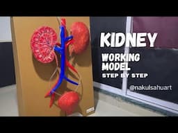 Kidney Working Model Using Cardboard | Easy biology Science Project for School nakulsahuart