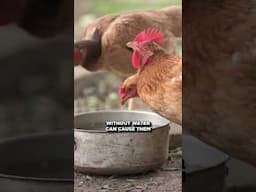 How to Make Your Chickens Lay Eggs???