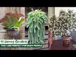 59 stunning Succulents that are perfect for Busy People