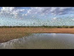 A Black Falcon hunts among 10,000 budgerigars in the desert.