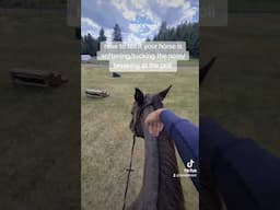How to tell when your horse is softening.