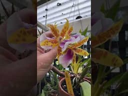 #shorts My Miltonia Goodale Moir ' Golden Wonder'  is in bloom!  #orchids #orchid
