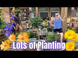 🌺 Overflowing Garden Effect | Planting Raised Beds with Perennials & Annuals for Nonstop Color 🌿