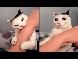 Cats Who Are Totally Badass