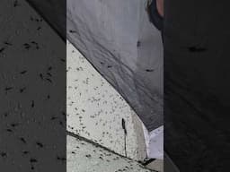 The worst mosquitoes in the world were encountered on our Nunavik expedition last summer.