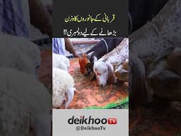 Qurbani ke Janwar ka wazan barhany ke liye 2 numbri