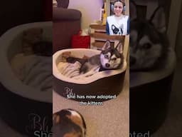 Dog Adopts the kittens because Cat was hitting them 😱