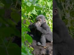 Cute Baby Animals Caught on Safari in Uganda  #wildlife