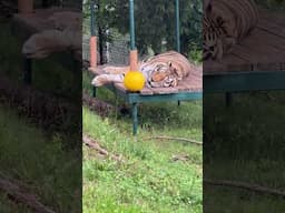 GOOD NIGHT from a sleepy tiger named Chuff.