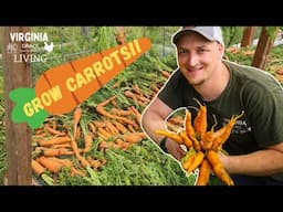 Grow Carrots In Virginia! Zone 7B Overwintering Carrots