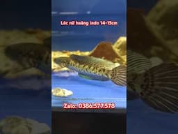 Lóc nữ hoàng indo #caloccanh #shortvideo