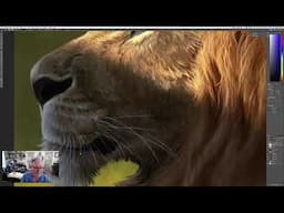 🔴 LIVE STREAM: Lion Drawing!