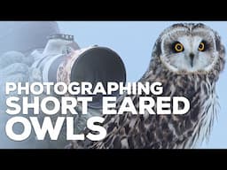 Short Eared Owl Photography | Drama in the Grasslands