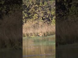 Choti Tara and cubs #tadobajunglesafari #tadobanationalpark #tadoba #tiger