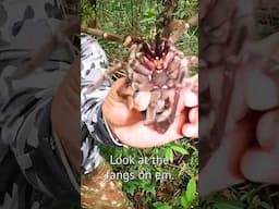 A Tarantula Almost Bit Me - Amazon 🇧🇷