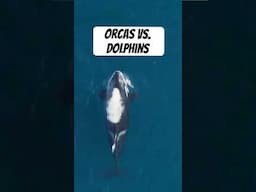This is how orcas hunt dolphins. #orca #dolphin #naturedocumentaries #pbs #animals