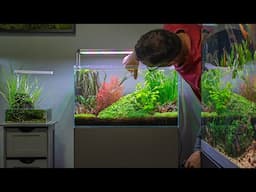 CHILL VIBES AQUASCAPE MAINTENANCE IN REAL TIME (4K)