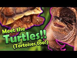 Meet all of our Turtles and Tortoises!