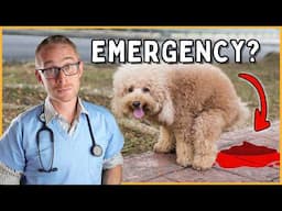 Is blood in your dog's poop an emergency? (vet reveals all)