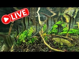 MONSTER PLANTED AQUARIUM! Live - The king of DIY