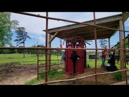 Working Cows Spring 2025