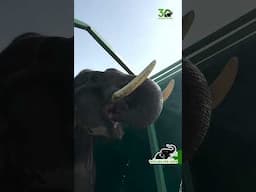 Vayu staying hydrated with fresh water to energise him during his rescue journey.