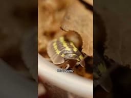 This Is My New Pet Isopod