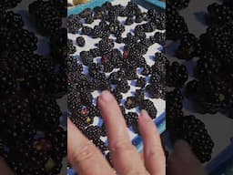 How I Freeze my Blackberries #Blackberries #harvest #freezingberries #whippoorwillholler #cobbler