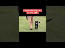 The end result of heel training! #dogbonetraining #dogobedience #dogtraining #gundog #shorts #dogs