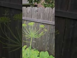 Does Your Dill Look Like This.. Give a Little Back to Nature || DHBG