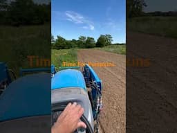 Pumpkin Patch! #pumpkin #gardening #farming #tractor #till