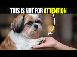 If Your Dog Puts Their Paw on You, Here’s What They’re Really Saying