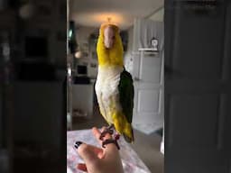 My Bird Dancing to Good Vibes #parrot #entertaininganimals #dancingparrot #caiqueparrot