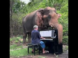 Elgar's "Nimrod" on Piano for Chaichana, a Bull Elephant