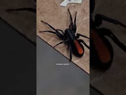 What kind of spider did we find? #narrowayhomestead #offgridlife #spider #blackwidow